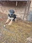 Источноевропейска овчарка, снимка 5