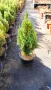 Хвойна Стрикта, Juniperus Stricta!!!, снимка 5