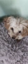 ПРОДАВАМ Той пудел (Toy Poodle), снимка 1