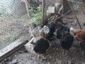 Кокошки, Петли, Патки, Йордечки, снимка 1