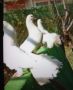 гълъби фенерлий, снимка 1 - Гълъби - 45952054