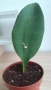 Sansevieria Masoniana - Whale fin ( Сансевиера Китова перка ), снимка 5