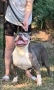 Американско Були Хл/American Bully XL , снимка 11