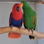 Папагали Еклектус бебета , снимка 7