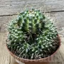 Mammillaria painteri ‘Supernova’, снимка 2