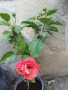 хибискус, снимка 2