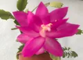 Коледниче/schlumbergera снимки 16.01.2025, снимка 7