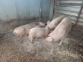 Малки прасеа от 20 до 30кг., снимка 1