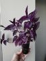 Традесканция, tradescantia Purple Joy, снимка 2