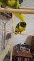 Какарики папагалчета, снимка 5