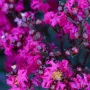 Индийски люляк - Lagerstroemia ind. Mystica Magenta пурпурен цъфтеж Цвят - Цикламен с червени листа , снимка 4