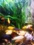 Продавам Криптокорин, Пистия, снимка 2
