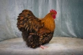 Продавам златно кантиран Орпингтон. , снимка 2
