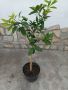 Портокал  - дръвче, снимка 1 - Градински цветя и растения - 45178742