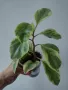 Пеперомия, peperomia obtusifolia variegata, снимка 1