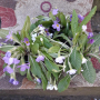 Комплект градинска Иглика/7 броя, снимка 1 - Градински цветя и растения - 44952927