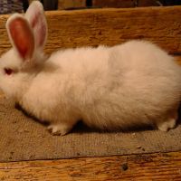 Зайци зайчета заек, снимка 4 - Други животни - 45700896