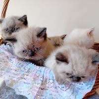котки персийски котки , снимка 1 - Персийска - 45822007