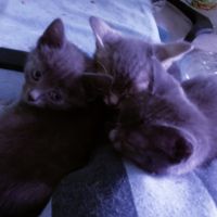 две сиви котенца момичета търсят семейство , снимка 5 - Руска синя котка - 45626946