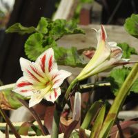 Продавам луковици на цвете Амарилис, снимка 1 - Стайни растения - 45172266