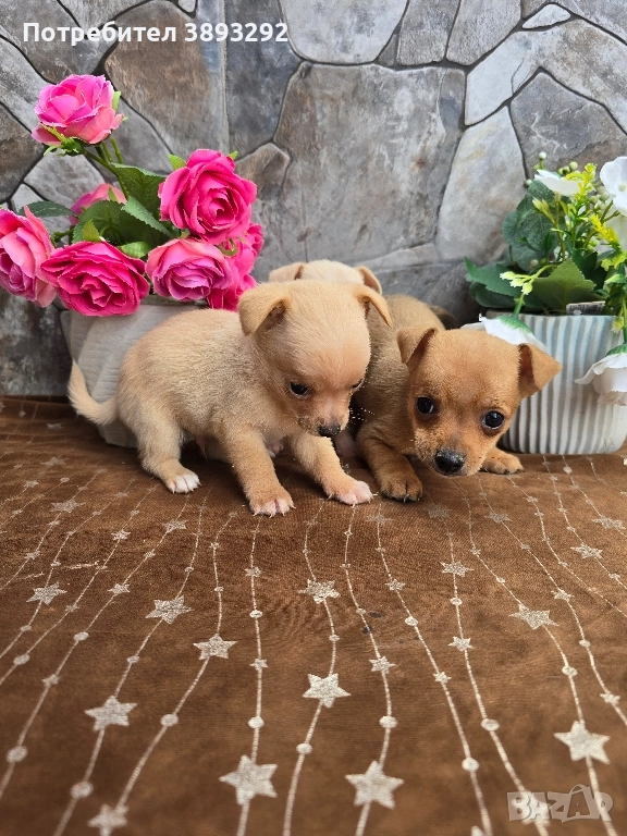 мини чиху пинчери, снимка 1