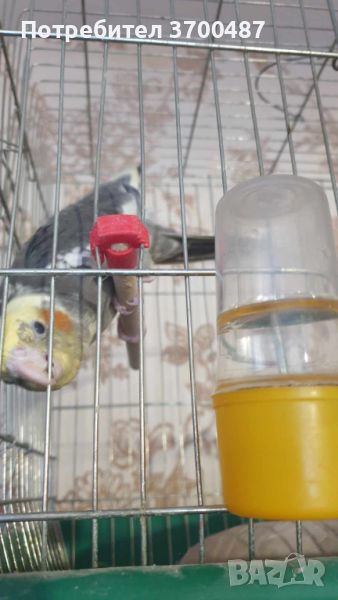 ръчно хранени папагали, снимка 1