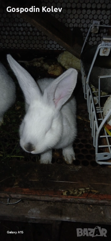 Заек, снимка 1