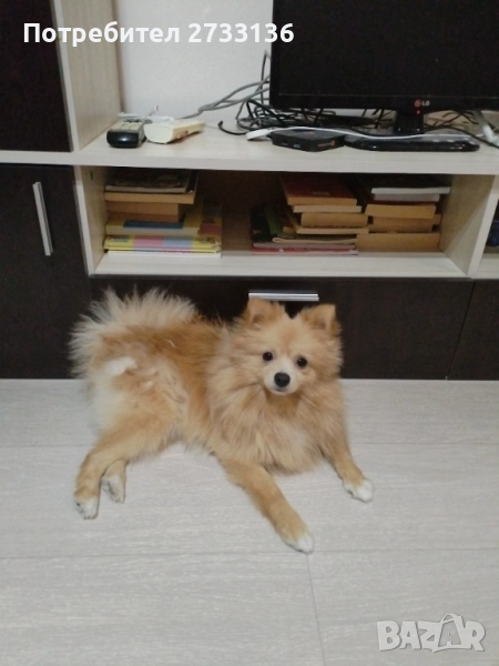 Померан, снимка 1