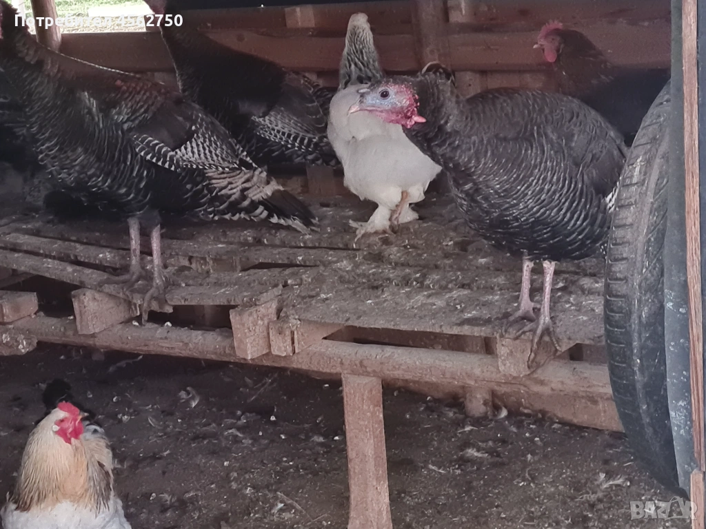 Продавам петли и фиторози за дамазлък , снимка 1