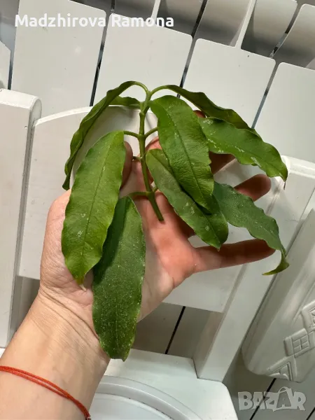 Hoya Lockii , снимка 1