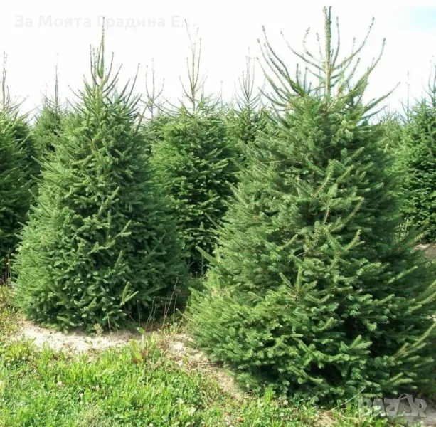 Българска ела, бор ,смърч,бял бор и мура , снимка 1