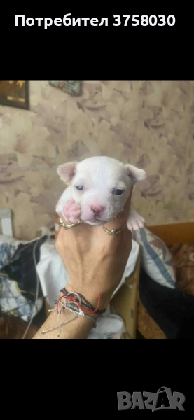 Продавам Чихуахуа, снимка 1