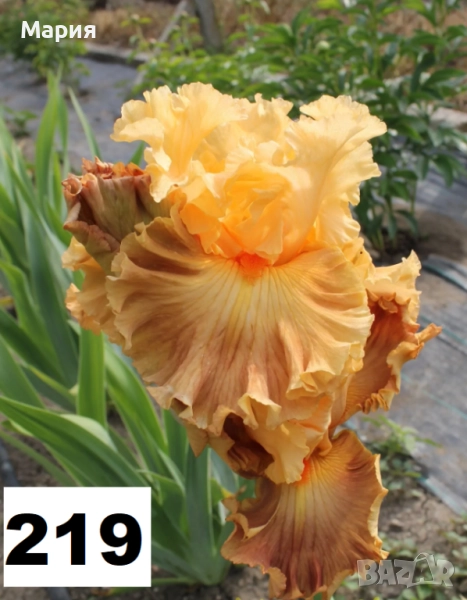 Сортови вискоки ириси /брадати ириси, снимка 1