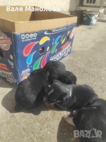 Кученца, снимка 8 - Други - 53794793