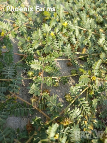 Шипки, Билков пчелен Мед, Боров прашец, коприва, пелин, снимка 9 - Домашни продукти - 50332840