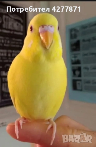 Млади вълнисти, снимка 2 - Папагали - 53851453