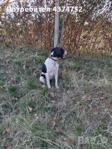 Женски бретон шпаньол, снимка 6 - Бретон шпаньол - 52876247