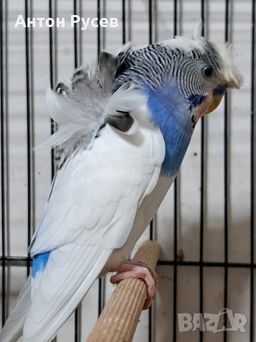 вълнисти рейнбол и хеликоптери, снимка 7 - Папагали - 53817570