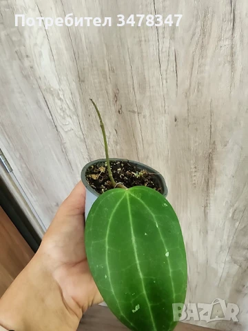 Хоя Latifolia, снимка 1