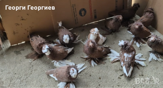 Гълъби бухари , снимка 2 - Гълъби - 52404966