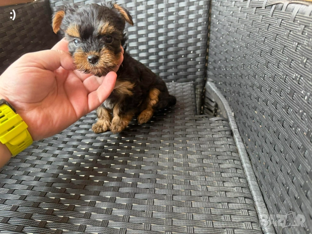 Йоркширски териер актуално от 27.01.2026, снимка 2 - Йоркширски териер - 53163636