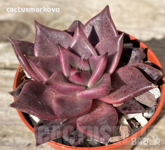 Echeveria ‘Taurus’, снимка 1 - Стайни растения - 45282931