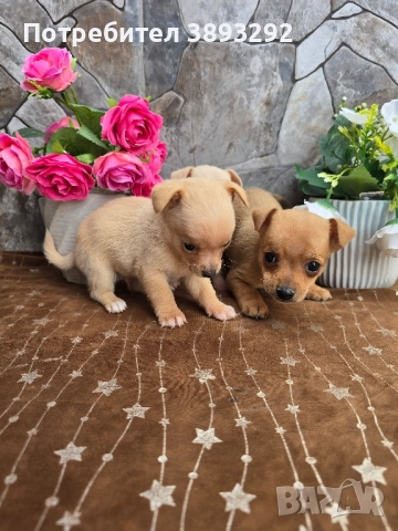 мини чиху пинчери