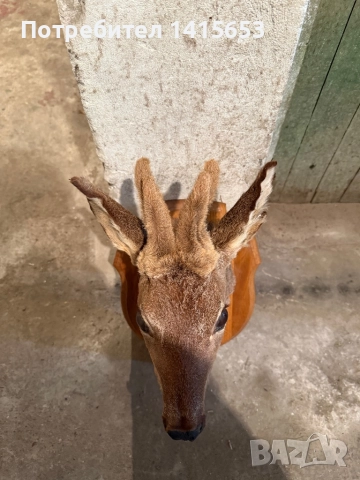 Продавам препариран сръндак, снимка 4 - Антикварни и старинни предмети - 52931116