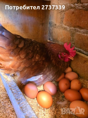 Кокошки ломан браун