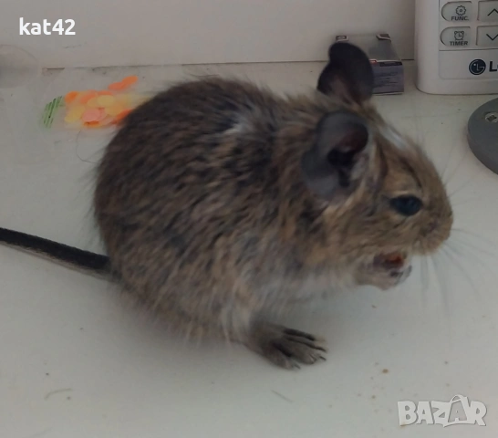 Продавам катерици Дегу, снимка 2 - Други - 53786370