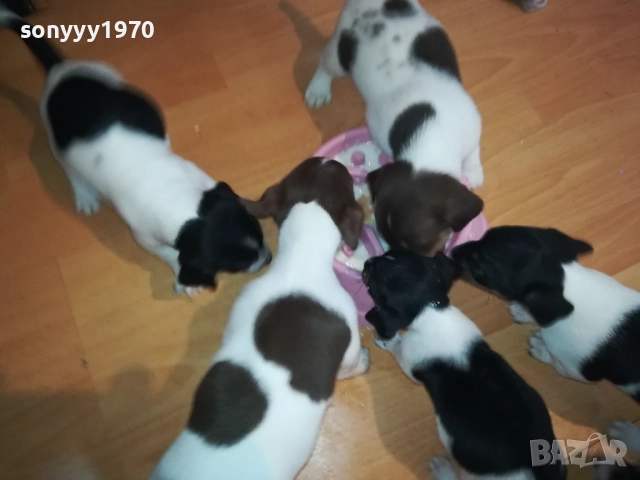 ДЖАК РЪСЕЛ-250ЛВ ЗА КУЧЕНЦЕ 1909250859, снимка 11 - Джак ръсел териер - 51764637