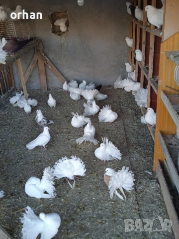 фенерли за продаване или бартер , снимка 4 - Гълъби - 52361365