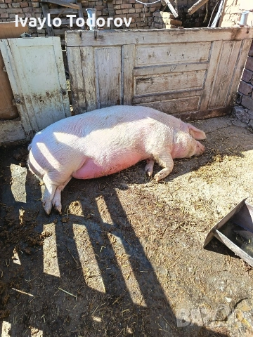 Прасе над  200 кг. , снимка 3 - Прасета - 53811499