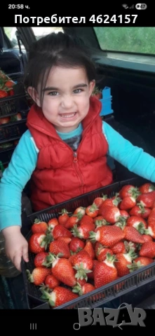 Продавам разсад ягоди, снимка 3 - Сортови семена и луковици - 54183179